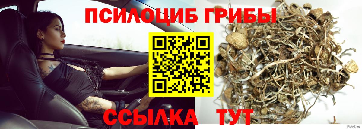 Псилоцибиновые грибы Cubensis  купить наркотик  Богородск  Псилоцибиновые грибы мухоморы  Вход с VPN 